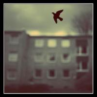Birds & Cages_Birds,Cages