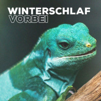 Winterschlaf vorbei_Lazy Lizzard Gang