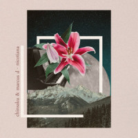Nicotiana_Marcus D,Chinsaku