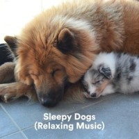 Shared Awareness_Sleepy Dogs,Music for Calming Dogs