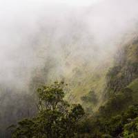 Through The Canopy_Jeremy Irons