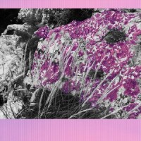 Chapter II_Aviv