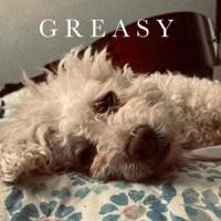 Greasy_Moose