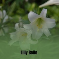Preludes, Book 1:No.8. La Fille Aux Cheveux De Lin_Achille-Claude Debussy