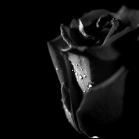 Tears_Will Mannay,Lucy Rose