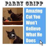 Amazing Cat You Won't Believe What He Does_Parry Gripp
