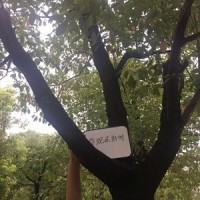贝贝_Yellow Dog
