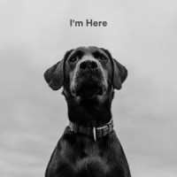 Easy Reflections_Dog Calming Music,Sleepy Dogs,Dog Music Club