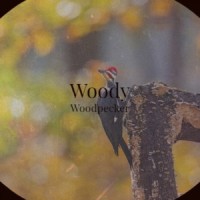 Woody Woodpecker_Barry Mann