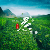 家乡茶花开_徐千雅