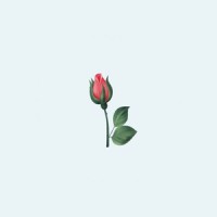 Rosebuds_Emily Montes