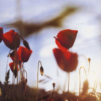A Delicate Flower_L'Altra