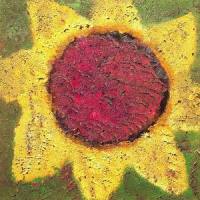 Sunflower_Never Shout Never
