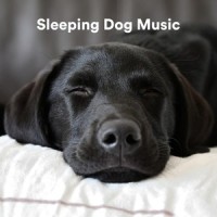 Quantum_Sleepy Dogs,Music for Calming Dogs,Music for Leaving Dogs Home Alone