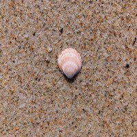 Shell Like Serenade_Surface