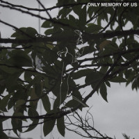 Only Memory Of Us_Late June