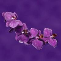 Lavender Orchids_Connor Tuttle