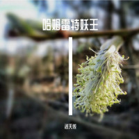 哈姆雷特妖王_洛天依