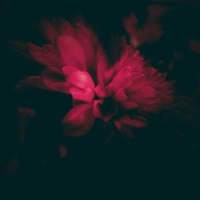 she fall_Zubi,Visceral Design,anatu