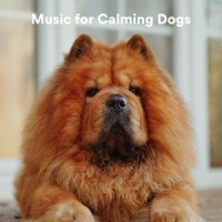 Morning Yoga_Sleepy Dogs,Music for Calming Dogs
