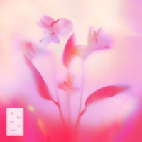Please Don't Die Before I Do_Stephanie Poetri