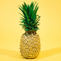 Coconut Rum_Abram Shook,Camille Lewis