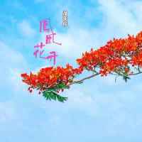 凤凰花开_洛天依