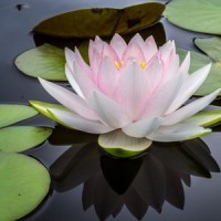 Memory Alley_Relaxing Spa Music,Ocean Waves for Sleep,Deep Sleep