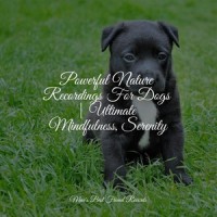 Waves_Sleepy Dogs,Music for Dogs Collective,Official Pet Care Collection