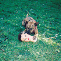 Do You Really Want To Not Get Better?_Joyce Manor