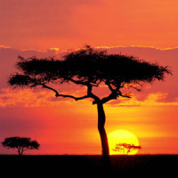 A Night In Serengeti_Satya