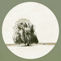 버드나무 (Willow Tree)_다린