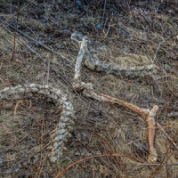 The Chains_The Last River Bottomed Fig Plucker