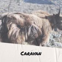 Caravan_The Ventures