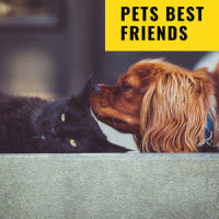 Sleepy Time_Sleepy Dogs,Music For Cats,Dog Music