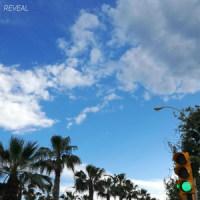 Free Life_Reveal