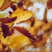 Comforting Sounds_Meditation Music Club,Deep Sleep,Rain Sounds XLE Library