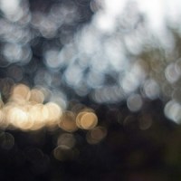 After All_I Belong To The Zoo,DJ Red Core,Ikigai,INZO,Fairlane,DJ Shadow