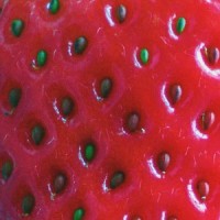 Strawberry Visions_audiodrugz,mikihella,NO1-NOAH