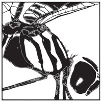 Enter the Dragonfly_Papa Chango