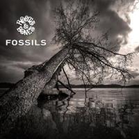 Fossils_Roots & Bones