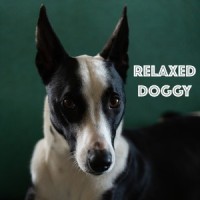 Old Friends_Dog Calming Music,Sleepy Dogs,Dog Music Club