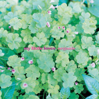 Shooting Star~シューティングスター~_MY LITTLE LOVER