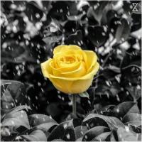 Loyal_Cameron Sanderson