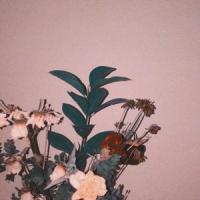 Medicine_Emma Beckett