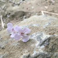 Always Thinking Of You_G-Spot