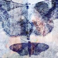The Moth_Strangejuice