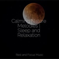 Forest Twilight_Wellness,Sleepy Times,Deep Sleep Music Experience