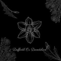 Daffodil or Dandelion_Jordan Kelch