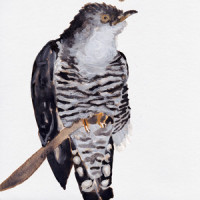 Cuckoo Song_Cosmo Sheldrake